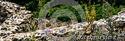 Mountain flora against the castle walls Stock Photo