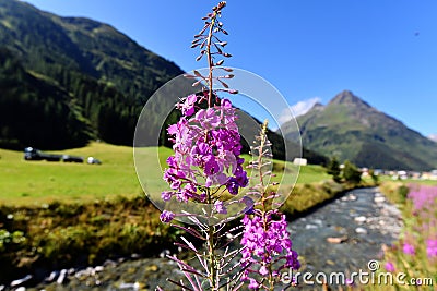 Mountain flora in Trisanna Vally - Galtur Stock Photo