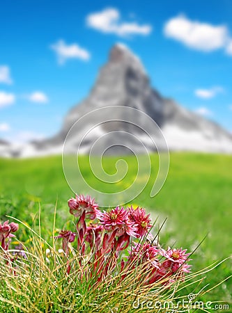 Mountain flower houseleek Sempervivum in Swiss alps Stock Photo