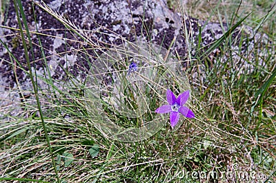 Mountain flower Stock Photo