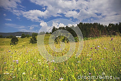 Mountain flower meadow with forest and blue cloudy sky Stock Photo