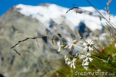 Mountain flowers Stock Photo