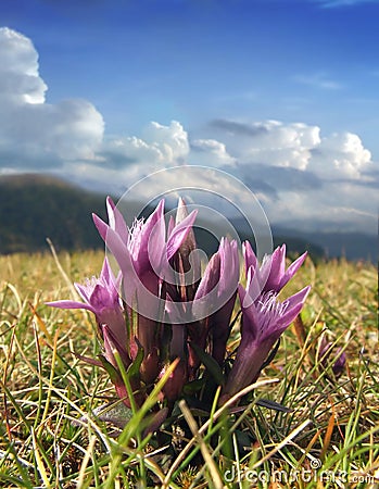 Mountain flowers Stock Photo