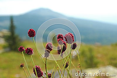 mountain flowers against the backdrop of a beautiful landscape of mountains, green slopes, blue sky. Stock Photo