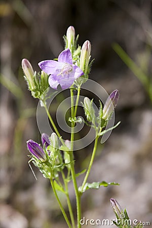 Mountain flowers - Campanula alpina plant Stock Photo