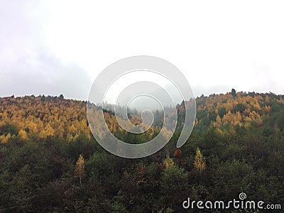 Mountain foggy landscape with rusty trees in Cindrel Mountains, Romania Stock Photo