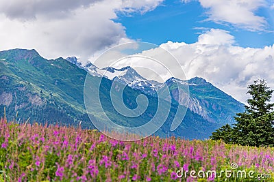 Mountain with foreground Fireweed flowers and cloudy sky Alaska Stock Photo