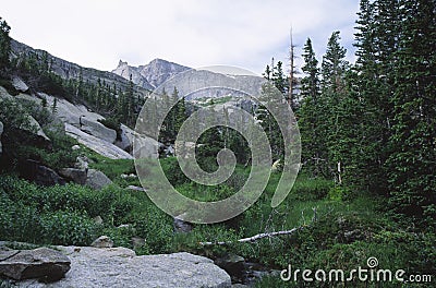 Mountain forest in Colorado Rocky mountains Stock Photo