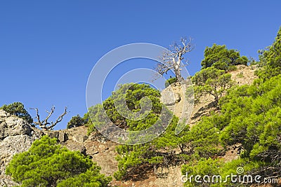 Silhouettes of dried relict pines against a blue cloudless sky. Stock Photo