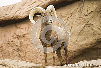 Mountain Goat Stock Photo