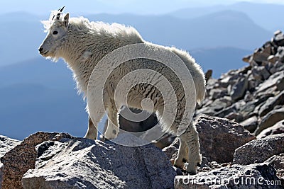 Mountain Goat Stock Photo