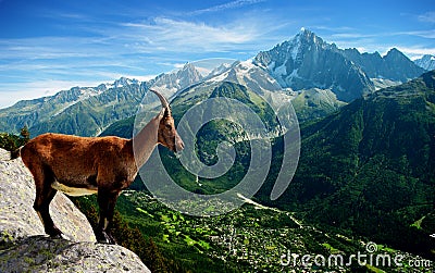 Mountain Goat Stock Photo