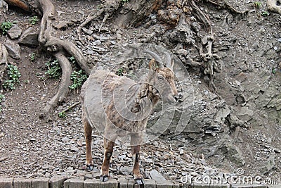 Mountain goat and the roots are background Stock Photo