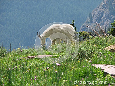 Mountain Goat Stock Photo