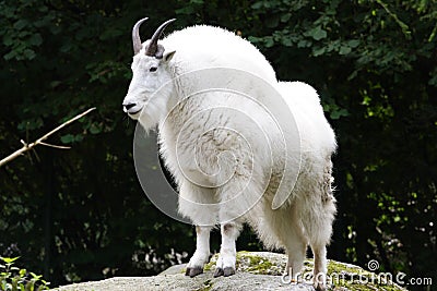 Mountain Goat Stock Photo