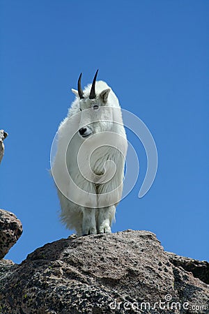 Mountain Goat Against a Clear Blue Sky Stock Photo