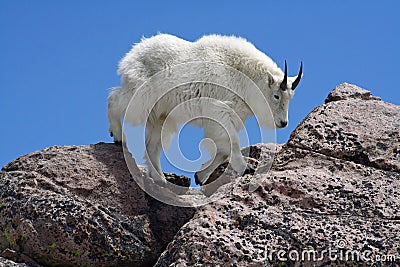 Mountain Goat Against a Clear Blue Sky Stock Photo