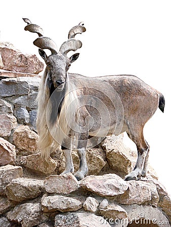 Mountain goat the animal Stock Photo