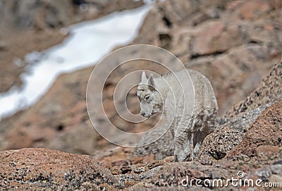 Mountain Goat baby stands asleep on Mt. Evans. Stock Photo