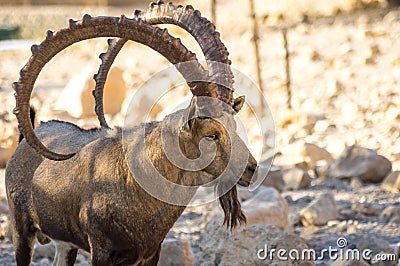 Mountain goat close up, big horn. The head horns large. in profile Stock Photo