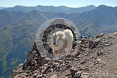 Mountain Goat Colorado Stock Photo