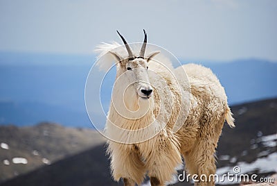 Mountain goat in Colorado`s Rocky Mountains, United States. Stock Photo