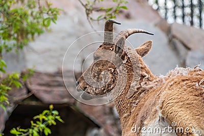 East caucasian tur, female, latin name Carpa cylindricornis Stock Photo