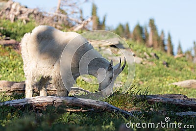 A mountain goat grazing in an alpine meadow Stock Photo