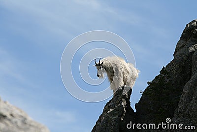 Mountain Goat on Harney Peak Spire Stock Photo