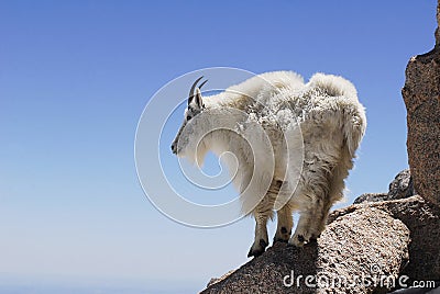 Mountain Goat on a high mountain ledge Stock Photo