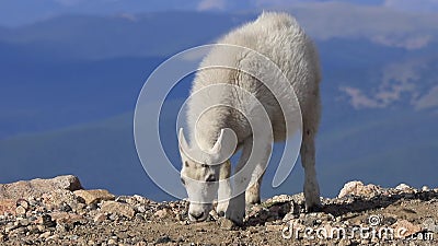 Mountain Goat Kid In Colorado Bergen Stock Footage Video Von Evans Herumsuchen 167971274