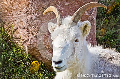 Mountain Goat Looking Forward Stock Photo