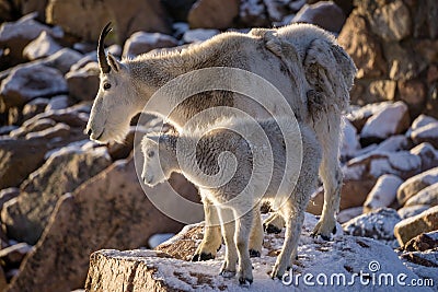 Mountain Goat Mother Stock Photo