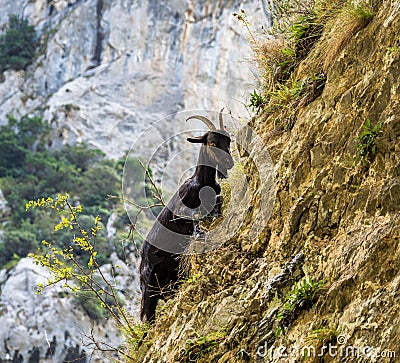 Mountain goat in the mountains of Picos de Europa, Spain Stock Photo