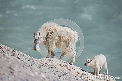 Mountain Goat nanny and kid Oreamnos americanus Stock Photo