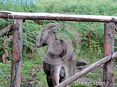 Mountain goat, Nilgiri Tahr, at Eravikulam National Park, Kerala, India Stock Photo