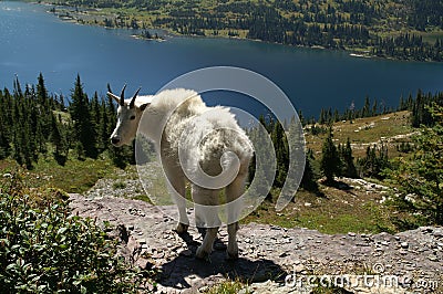 Mountain Goat (Oreamnos americanus) Stock Photo