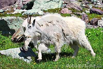 Mountain Goat (Oreamnos americanus) Stock Photo