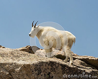 Mountain Goat Oreamnos americanus against a blue sky in Colorado Stock Photo