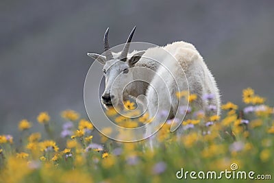 Mountain Goat Oreamnos Americanus Glacier National Park Montana USA Stock Photo