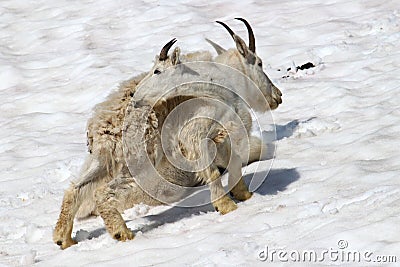 Mountain goat oreamnos americanus juvenile Stock Photo