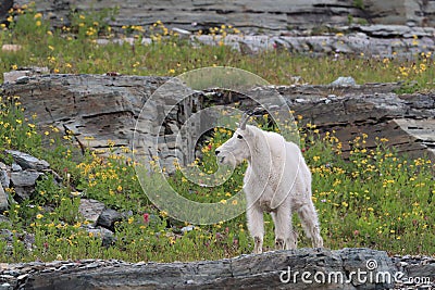 Mountain Goat Oreamnos Americanus Glacier National Park Montana USA Stock Photo