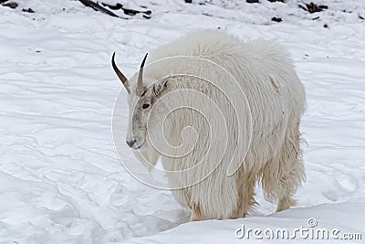 The mountain goat Oreamnos americanus walks Stock Photo