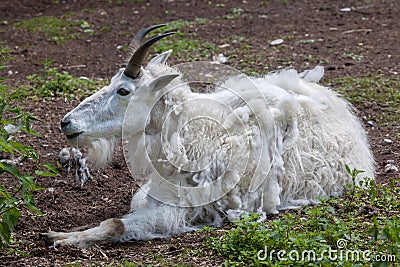 Mountain goat Oreamnos americanus Stock Photo