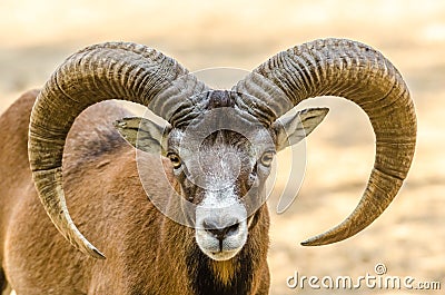 Mountain Goat Portrait Stock Photo