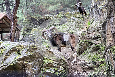 Mountain goat posing Stock Photo