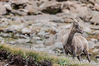 Mountain goat rocky mountain colorado wildlife Stock Photo