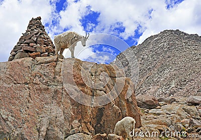 Mountain Goat, Rocky Mountains Stock Photo
