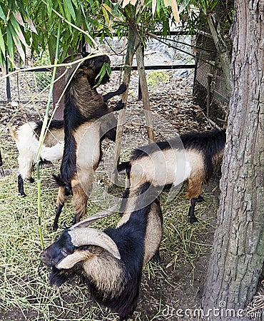 Mountain goat is standind on Stock Photo