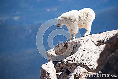 Mountain Goat standing on edge of mountain Stock Photo